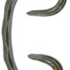Scroll C [9mm x 9mm CDR] 75mm x 127mm / RO-1650 ornamental
